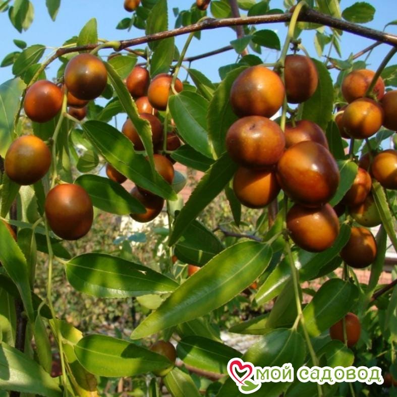 Зизифус Коктебель (Поздние сорт)