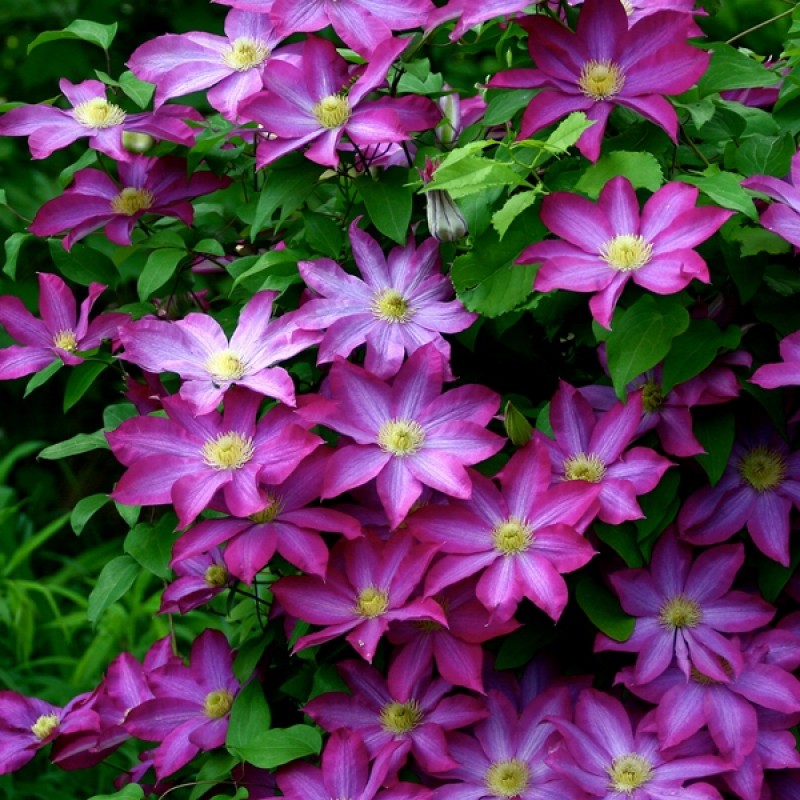 Клематис Асао ЗКС