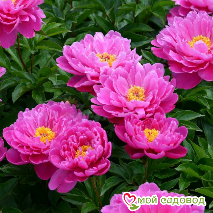 Пион Найс Гал