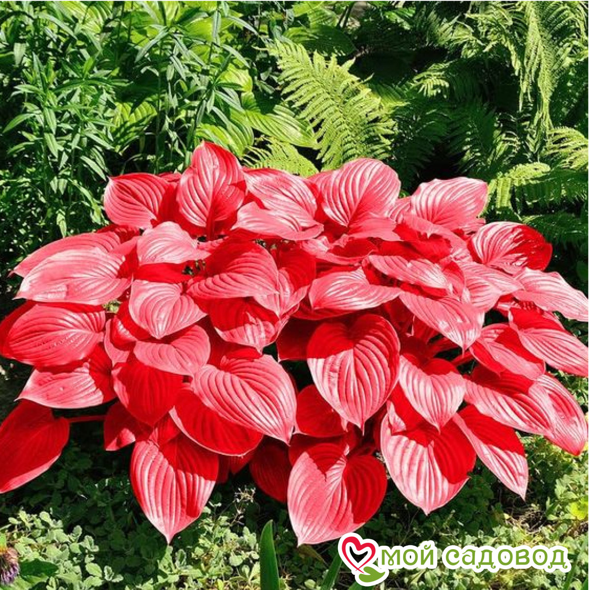 Хоста Малыш Шедевр