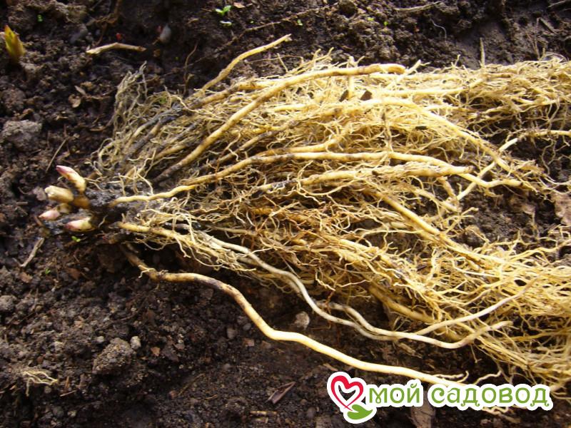 Флокс Хеви Дью