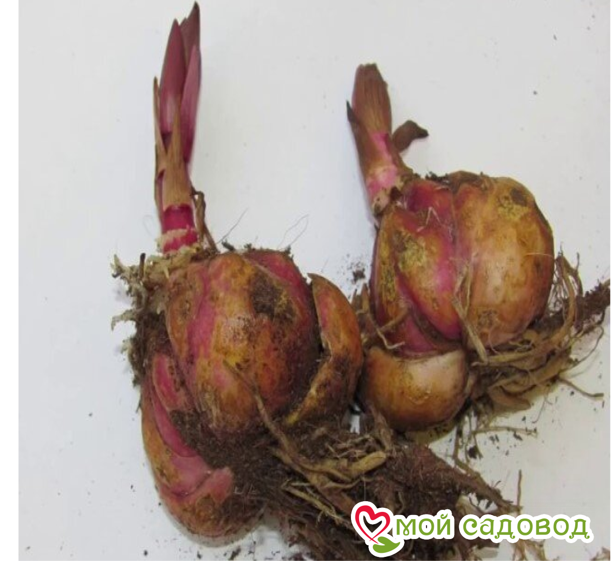 Лилия Золотой Час